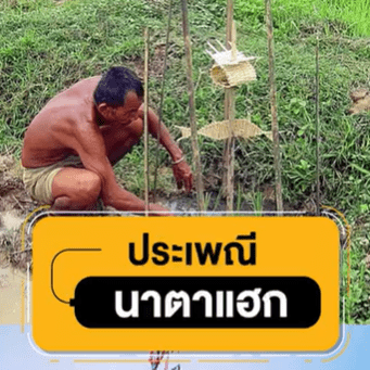 ประเพณีปลูกข้าวของชาวบ้าน