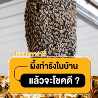 ผึ้งทำรังในบ้านจะมีโชค