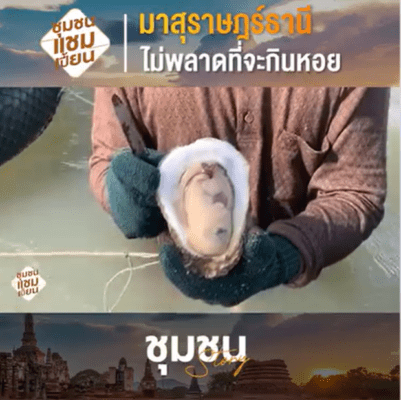 หอยนางรม สุราษฎร์